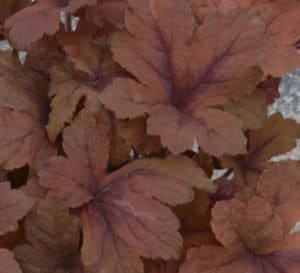 南瓜香料Heucherella丰富的红色和橙色裂片叶子的叶子上的特写与更深的红色脉