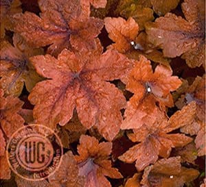 特写的树叶上南瓜香料Heucherella丰富的红色和橙色浅裂的叶子和深红色的脉络