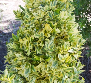 独特的橡木形状的叶子和金色的杂色叶子设置这个多功能常绿冬青apar