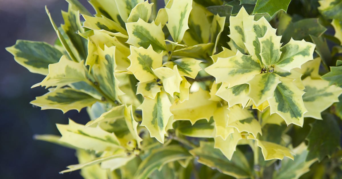 独特的橡树形叶子和金色的杂色叶子使这种多用途的常绿冬青与众不同