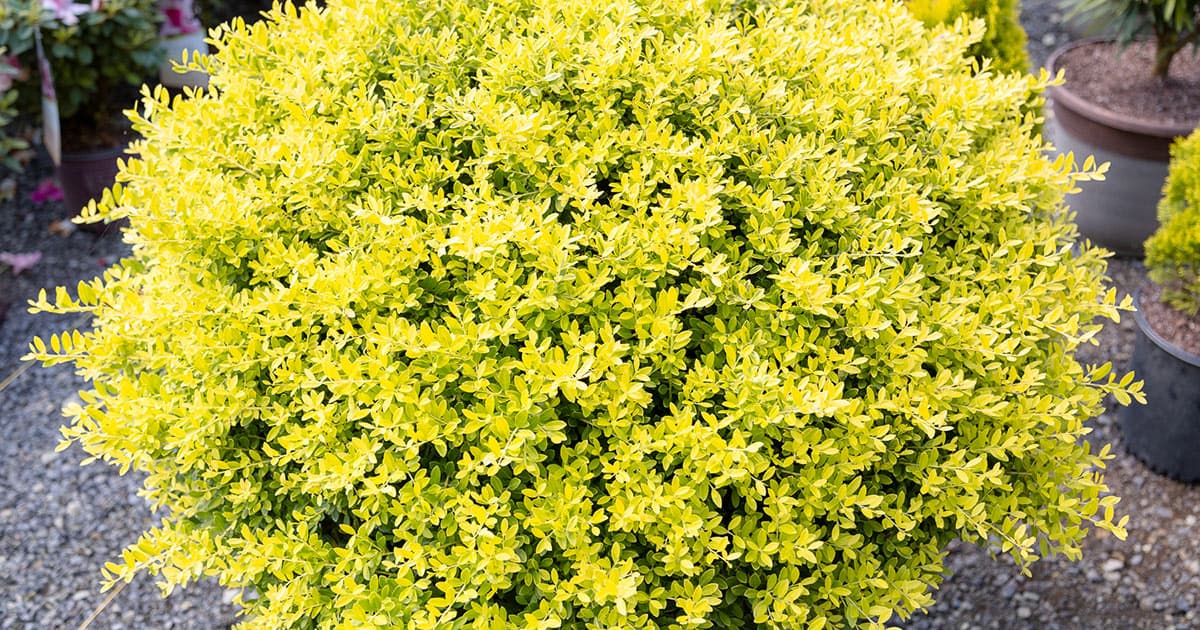 小触金的特写Holly crenata叶子在明亮的金色和绿色