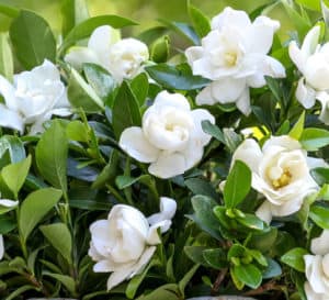 Jubilation Gardenia bloom cluster amongst shiny dark green foliage