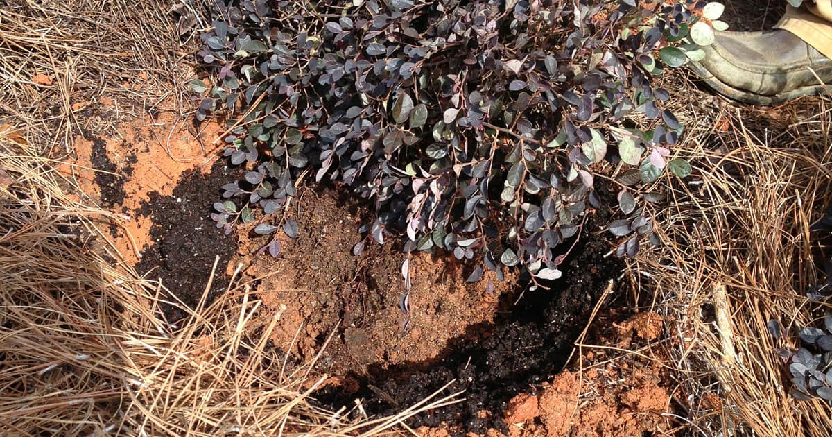 移植灌木时，注意不要损伤植物根部。