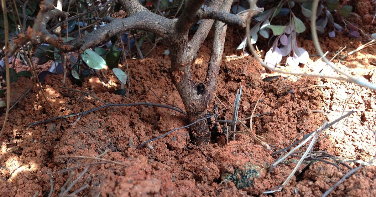 在移植灌木时，要注意不要用土壤覆盖太多的植物茎