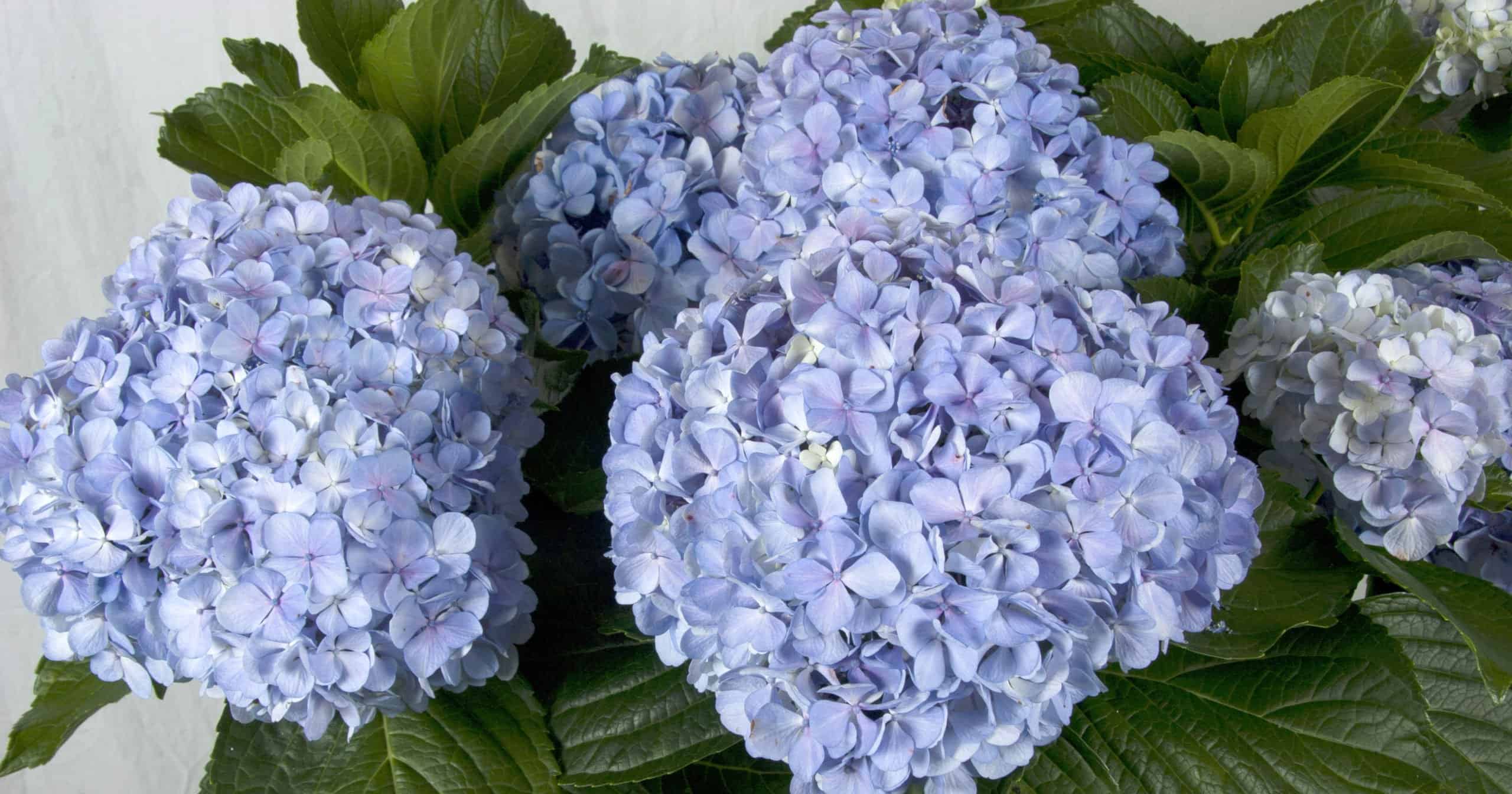 4只又大又蓝的绣球花