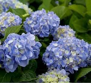 Heaps of blue to lavender Southern Living Hydrangea bloom heads