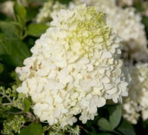 Close-up on White Wedding Hydrangea, cone-shaped blooms in white to cream to lime