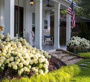 爱游戏体育官网注册南方家居景观包括白色婚礼绣球花和来自南方生活的Everillo Carex