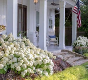 Southern home landscape including White Wedding Hydrangea and Everillo Carex from Southern Living