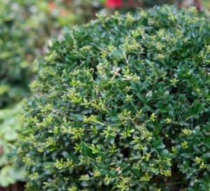 Tiny green leaves of Low Rider Holly crenata at close-up