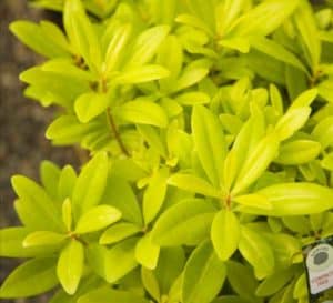 佛罗里达茴香有黄绿色黄金,香树叶温暖的季节景观
