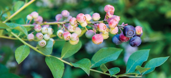 一个厨房花园可以像一爱游戏在线登入堆罐子一样简单，也可以像一个正式的结花园一样详细，并且可以轻松地适应任何设计风格。用灌木状的水果为别墅花园增加结构，比如Takes 爱游戏在线登入the Cake™兔眼蓝莓和“Osage”无刺黑莓