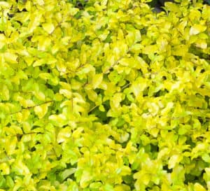 靠近阳光Ligustrum与明亮的黄色树叶