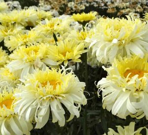 丰富的真正迷人的白菊与淡黄色褶边花瓣与一个大的金色中心