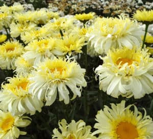 丰富的真正迷人的白菊与淡黄色褶边花瓣与一个大的金色中心