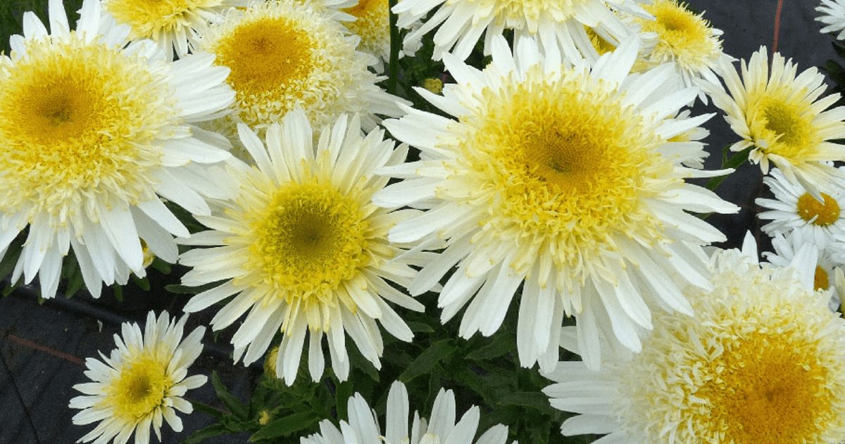 白色和黄色的花真正的荣耀沙斯塔雏菊