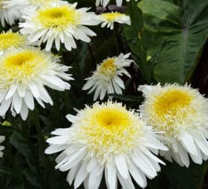 真正的荣耀白菊花的白色多层花瓣与金黄色的中心
