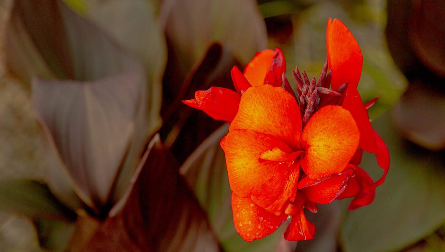 鲜艳的橙红色花朵在青铜红色的叶子上，青铜红色美人蕉百合