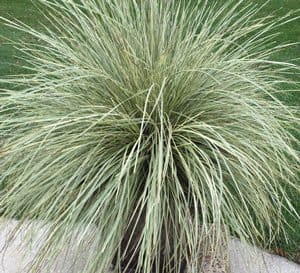 Lomandra Platinum Beauty