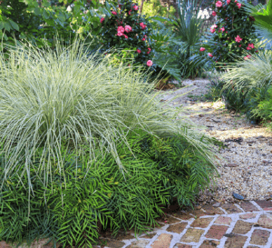 Lomandra Platinum Beauty