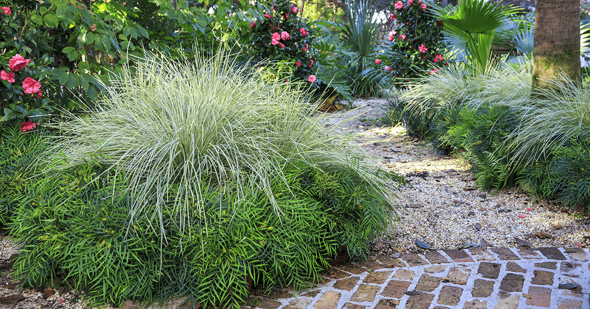 Lomandra Platinum Beauty, Soft Caress Mahonia和Early Wonder Camellia在风景中一起美丽。