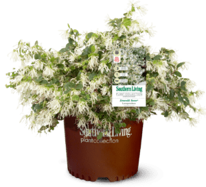 翡翠雪Loropetalum,白色花朵和绿叶在南部生活布朗工厂收集罐爱游戏体育官网注册