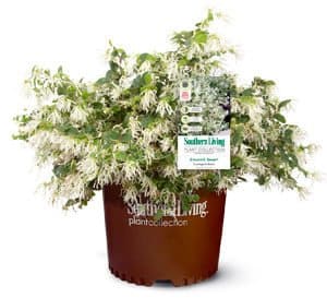 翡翠雪Loropetalum,白色花朵和绿叶在南部生活布朗工厂收集罐爱游戏体育官网注册