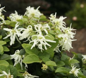 翡翠雪Loropetalum，白花绿叶