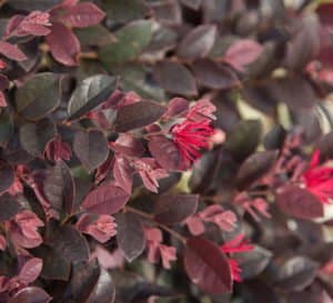 Loropetalum Purple Daydream with bright pink flowers