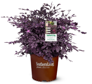 南方植物收藏紫钻百叶棕壶爱游戏体育官网注册