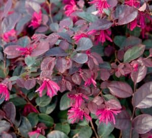 紫钻Loropetalum，亮粉色花朵