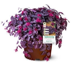 紫色Pixie Loropetalum剪和盆栽在南方住罐标签爱游戏体育官网注册