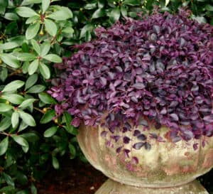 装饰容器中的紫仙子Loropetalum，有丰富的紫色叶子。