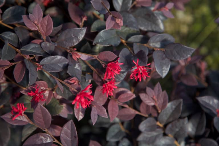 红色的叶子和开花的特写Loropetalum红钻