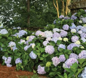 爱游戏体育官网注册南方生活的蓝色绣球花在一个松散排列的树篱中大量开花，背景是一个石头花园棚爱游戏在线登入