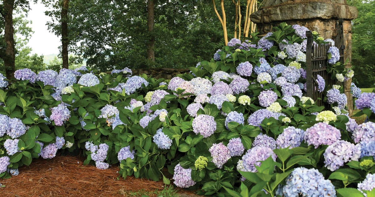 爱游戏体育官网注册南方生活的蓝色绣球花在一个松散排列的树篱中大量开花，背景是一个石头花园棚爱游戏在线登入