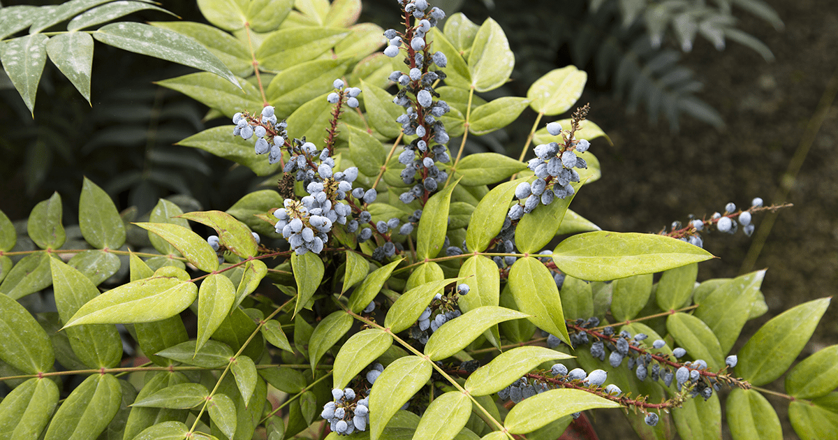 Mahonia Marvel的蓝色浆果一定会给鸟类留下深刻的印象。