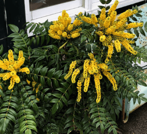 漫威盛放的Mahonia;亮黄色的花萼美丽地悬挂在冬青状的叶子上