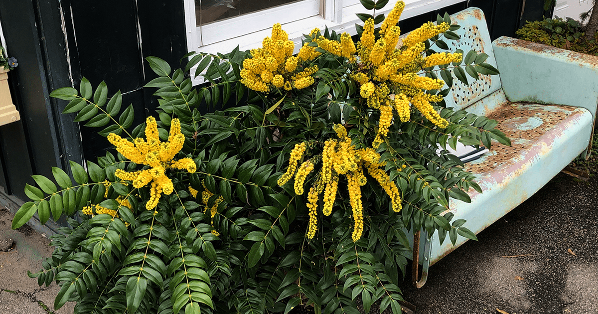 漫威盛放的Mahonia;亮黄色的花萼美丽地悬挂在冬青状的叶子上