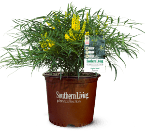 柔软的呵护玛瑙，翠绿色的叶子和亮黄色的花，在南方生活植物收藏棕色花盆爱游戏体育官网注册