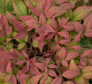 独特,blush-colored年轻的叶和深绿色成熟叶使腮红粉色完美低对冲,大规模种植,或颜色口音常绿灌木