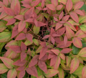 近距离的腮红粉红色南地纳与腮红颜色的嫩叶和深绿色成熟的叶子。