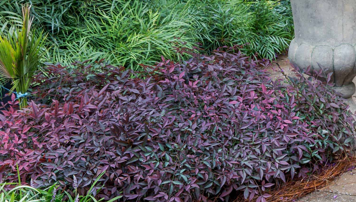 南迪纳的绿色和紫红色叶子的床