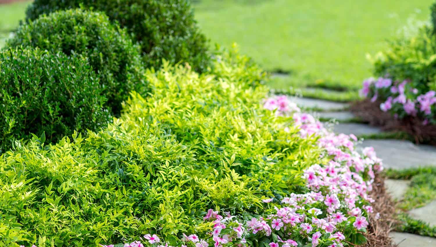 入口的花园床特色柠爱游戏在线登入檬-柠檬南迪纳，黄杨木和粉红色的一年生植物围绕石板步行道