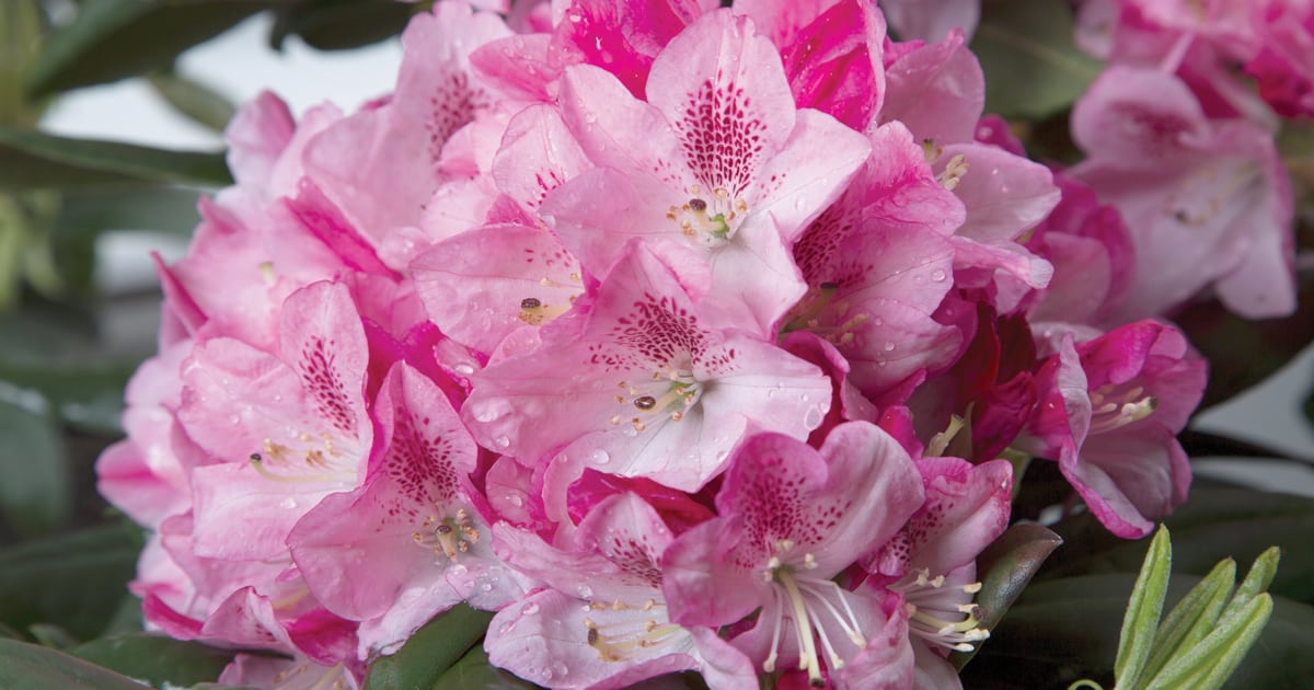 南方生活的索斯盖特杜鹃的这些粉红色到热粉红色的开花头的辉煌爱游戏体育官网注册