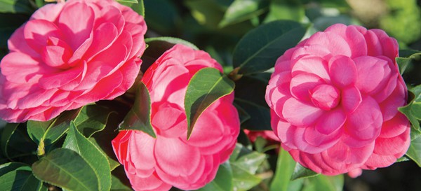 但还有一个必须引起你的注意，那就是Early Wonder®。这款日本山茶花使我们的收藏达到了18种，并使园艺界发生了翻天覆地的变化。爱游戏在线登入你能想象吗——一朵粉红的玫瑰，真正正式的重瓣山茶花，在秋天盛开?