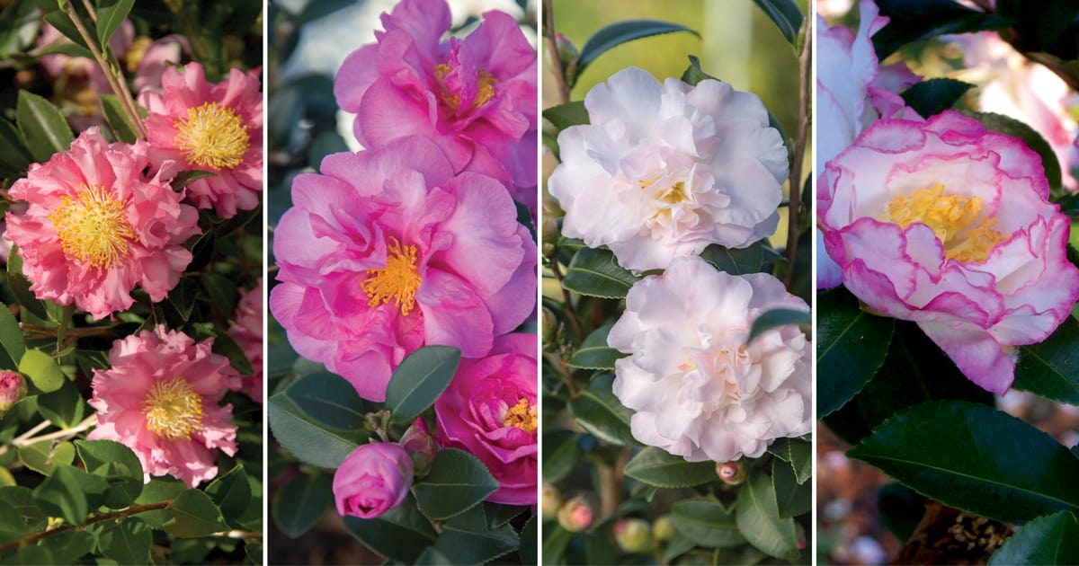 从左到右的十月魔毯茶花，十月魔法玫瑰茶花，十月魔法雪茶花，十月魔法灵感茶花。