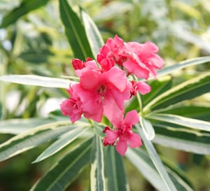 关闭扭曲的粉红色组合成的斑叶和深粉色花朵和奶油白色夹竹桃叶。