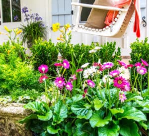 Garden Jewels Gerbera Daisies with bright pink and white blooms surrounded by green foliage.