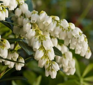 山上的积雪地区与白色bell-s关闭haped blooms and green foliage.